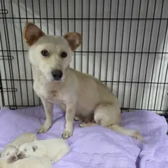 창원시 의창성산구 옅은 황색 믹스견 암컷