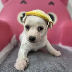 창원시 의창성산구 흰색 믹스견 수컷