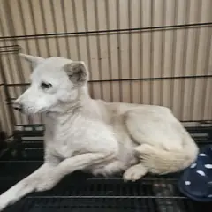 창원시 의창성산구 흰색 믹스견 암컷