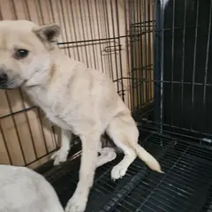 창원시 의창성산구 갈색 믹스견 암컷