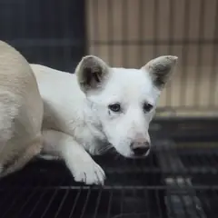 창원시 의창성산구 흰색 믹스견 수컷