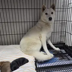 창원시 의창성산구 흰색 믹스견 암컷