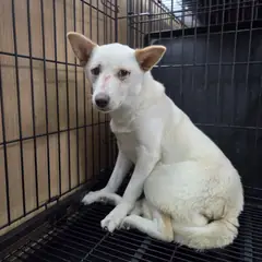 창원시 의창성산구 흰색 믹스견 암컷