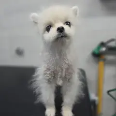 창원시 의창성산구 흰색 포메라니안 수컷