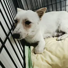 창원시 의창성산구 흰색 믹스견 암컷
