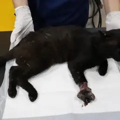 제주 검정색 한국 고양이 수컷