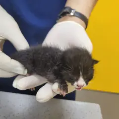 제주 기타(검흰) 한국 고양이 수컷