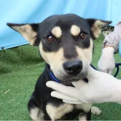 제주 검정색 믹스견 암컷