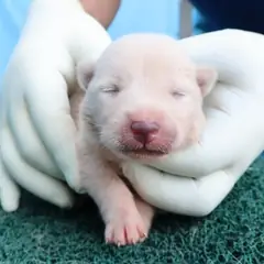제주 흰색 믹스견 암컷