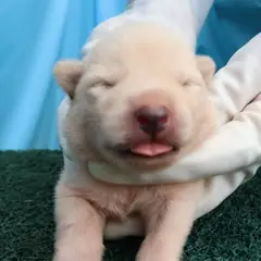 제주 흰색 믹스견 암컷