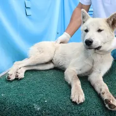 제주 흰색 믹스견 수컷