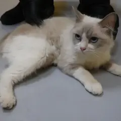 제주 크림색 믹스묘 암컷