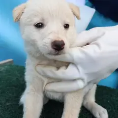 제주 흰색 믹스견 수컷