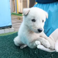 제주 흰색 믹스견 수컷