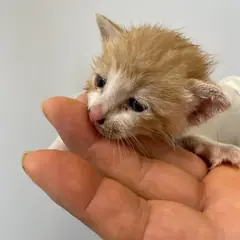 제주 기타(치즈) 한국 고양이 수컷