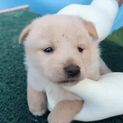 제주 갈색 믹스견 암컷