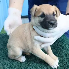 제주 갈색 믹스견 수컷