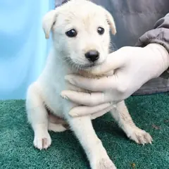 제주 흰색 믹스견 수컷