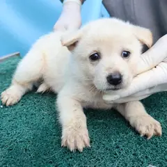 제주 흰색 믹스견 암컷
