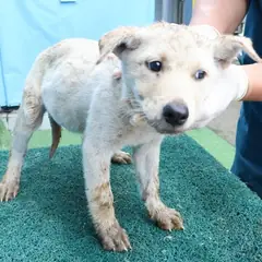 제주 흰색 믹스견 암컷