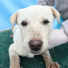 제주 흰색 믹스견 암컷
