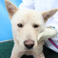 제주 흰색 믹스견 수컷