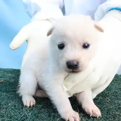 제주 흰색 믹스견 수컷