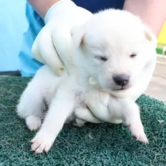 제주 흰색 믹스견 암컷