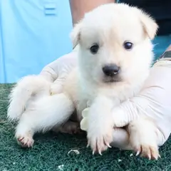 제주 흰색 믹스견 암컷