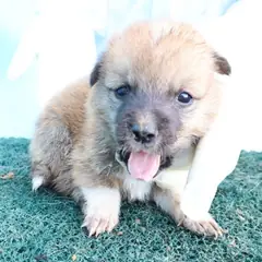 제주 갈색 믹스견 수컷