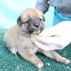 제주 갈색 믹스견 암컷