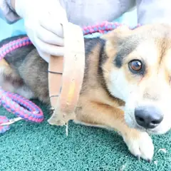 제주 갈색&검정 믹스견 수컷