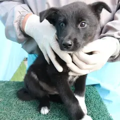 제주 검정색 믹스견 수컷