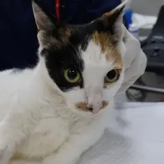 제주 기타(삼색) 한국 고양이 암컷