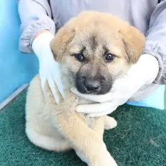 제주 갈색 믹스견 수컷