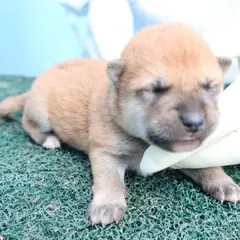 제주 갈색 믹스견 수컷