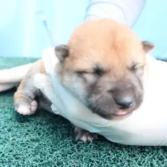 제주 갈색 믹스견 암컷