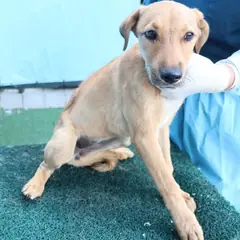 제주 갈색 믹스견 암컷