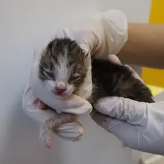 제주 기타(고등어) 한국 고양이 수컷