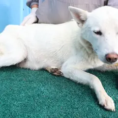 제주 흰색 믹스견 암컷