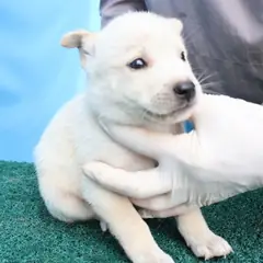제주 흰색 믹스견 수컷