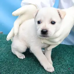 제주 흰색 믹스견 암컷