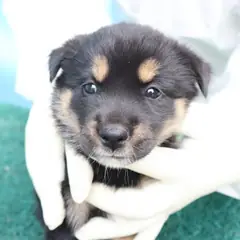 제주 갈색&검정 믹스견 암컷