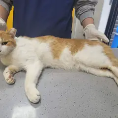 제주 기타(흰갈) 한국 고양이 수컷