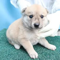 제주 갈색 믹스견 암컷