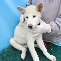 제주 흰색 믹스견 수컷