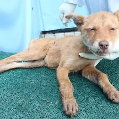 제주 갈색 믹스견 암컷