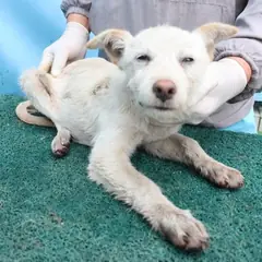제주 흰색 믹스견 암컷