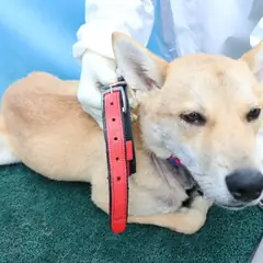 제주 갈색 믹스견 수컷