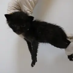 제주 기타(갈색) 한국 고양이 암컷